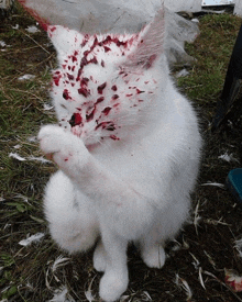 a white cat with blood on its face and feathers on the ground