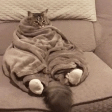 a cat wrapped in a blanket with white socks