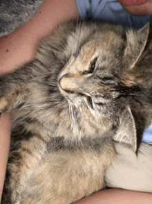 a person is holding a fluffy cat in their lap