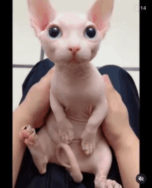 a person is holding a hairless cat with big eyes in their lap .