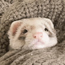 a ferret is hiding under a blanket and looking at the camera .