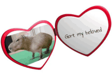 a picture of a capybara in a heart shaped mirror with the words " gort my beloved "