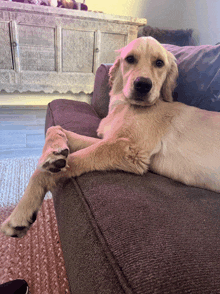 a puppy is laying on a couch with its paws crossed