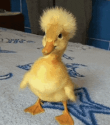 a baby duck with a mohawk is standing on a blanket