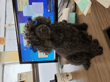 a dog sitting in front of a computer with a cup that says " i 'm not a dog " on it