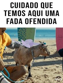 a goat wearing a fairy costume is on a leash on a beach