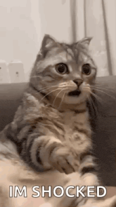a cat is sitting on a couch and looking surprised .