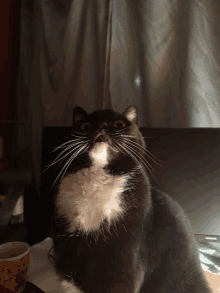 a black and white cat sitting in front of a computer