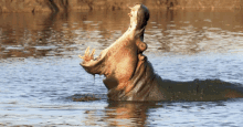 a hippopotamus with its mouth open swimming in the water