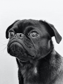 a black and white photo of a pug looking up