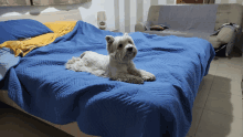 a small white dog is laying on a bed with blue sheets