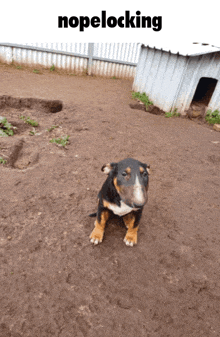 a puppy is sitting in the dirt with the word nopelocking above it