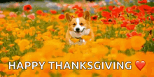a corgi dog is running through a field of flowers with the words `` happy thanksgiving '' .