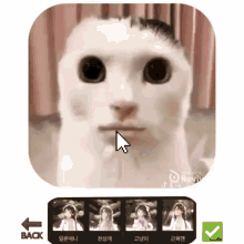 a screenshot of a cat 's face with a cursor pointing to the back button