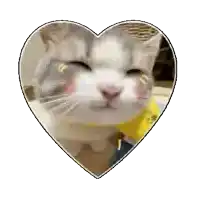 a cat is sitting in a heart shaped frame .