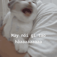 a blurry picture of a cat with the words may noi gi tao haaaaaaa