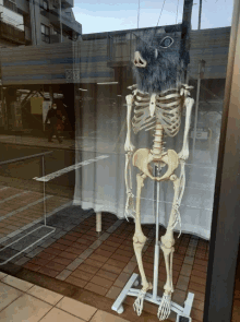 a skeleton with a pig 's head is displayed in a window