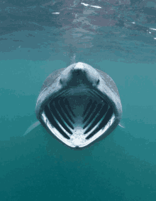 a shark is swimming in the water with its mouth open