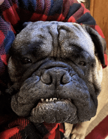 a close up of a dog 's face with a plaid shirt on