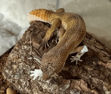 a lizard is eating a piece of white plastic