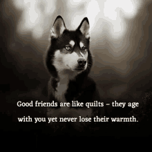 a picture of a husky dog with a quote that says good friends are like quilts