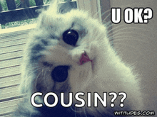 a picture of a cat with a caption that says cousin