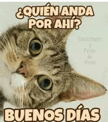 a picture of a cat with the words buenos dias on it