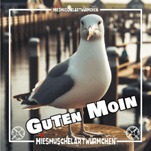 a picture of a seagull with the words guten moin