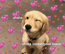 a dog is sitting in front of a background of pink hearts and says what 's cookin good lookin .