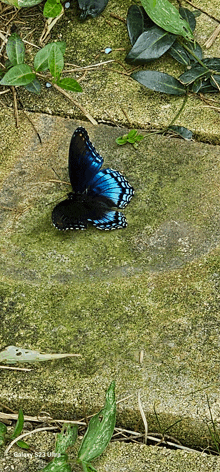 a blue and black butterfly is sitting on a mossy concrete surface