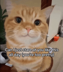 a cat with a caption that says " can i just stare at you like this all day "