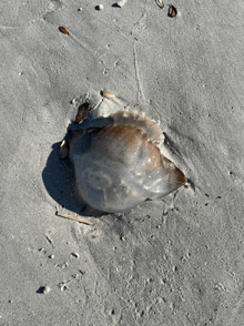 a jellyfish is laying in the sand on the beach