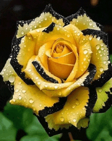 a yellow rose with black stripes and water drops on the petals