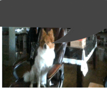 a brown and white dog sitting in a chair