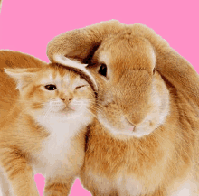 a kitten and a rabbit are hugging each other on a pink background .