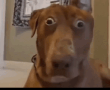 a close up of a brown dog 's face with a surprised look on its face .