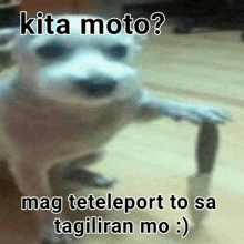 a blurred image of a dog with a caption that says `` kita moto ? mag teleport to sa tagiliran mo :) ''