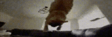 a black and white photo of a dog standing on a bed .