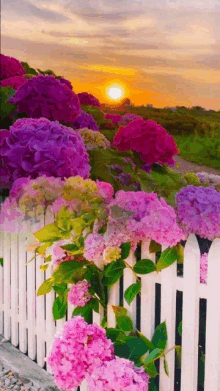 a white picket fence surrounded by pink and purple flowers with a sunset in the background