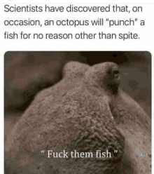 scientists have discovered that , on occasion , an octopus will “ punch a fish for no reason other than spite .