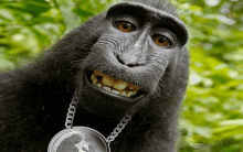 a monkey is wearing a chain around its neck and a coin that says ' monkey ' on it