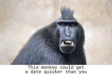 a black monkey with a mohawk is looking at the camera .