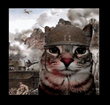 a cat is wearing a military helmet with the number 11 on it .