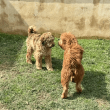 two small brown dogs are standing in the grass looking at each other