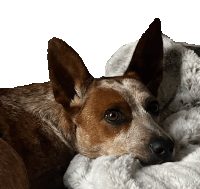 a brown and white dog is laying down on a white blanket