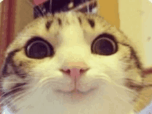 a close up of a cat 's face looking at the camera with big eyes .