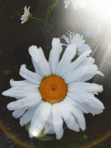 a close up of a daisy with the sun shining on it