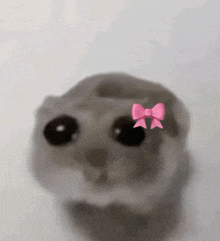 a close up of a cat with a pink bow on its face