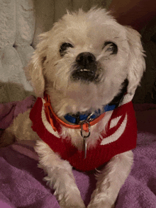 a white dog wearing a red and white sweater