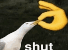 a seagull is being fed by a yellow hand with the word shut written on it .